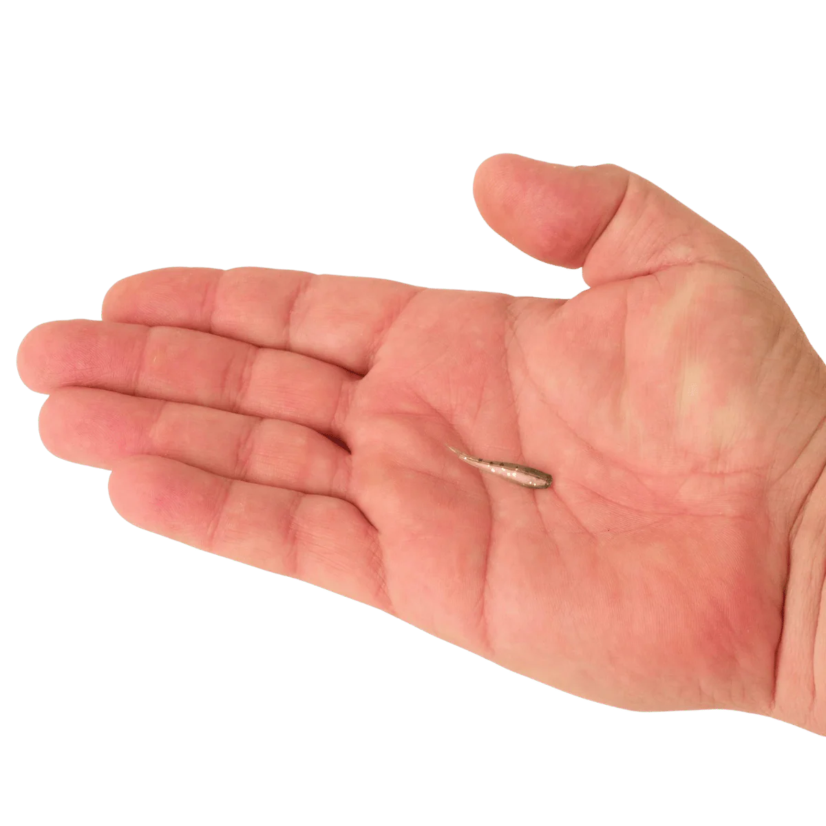 BERKLEY POWERBAIT MINNOW 1IN SCENTED BAIT - Image 8
