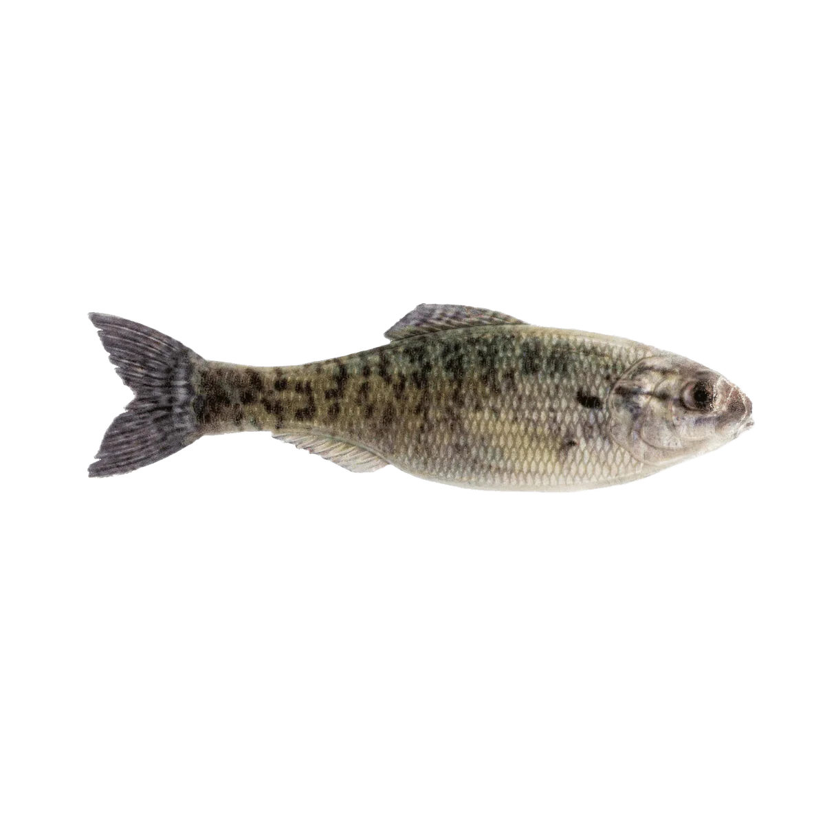 6TH SENSE PANORAMA BAIT 5 INCH - Image 6